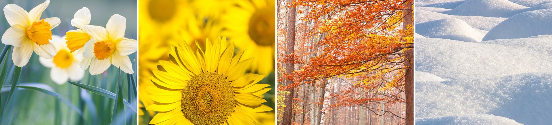Seasonal Products